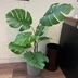 ランキングキーワードに紐づく投稿画像-観葉植物