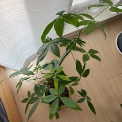 パキラのカット苗の画像