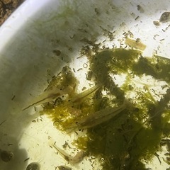 ミナミヌマエビ5匹　メダカのお供にの画像