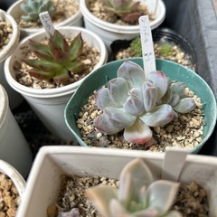 多肉植物の画像