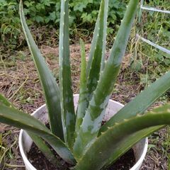 アロエベラ鉢植えの画像