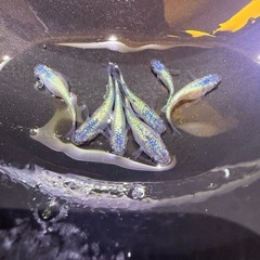 メダカ無人販売の画像