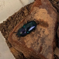 パプアキンイロクワガタ　ペア①の画像