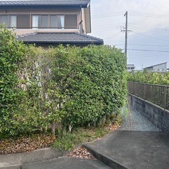 木　　浜名区の画像