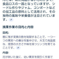 摘果りんご 1kgの画像