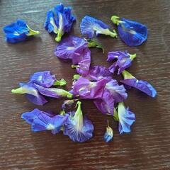 値下げ定価3,240円霊芝ドリンク１０本＋おまけおまかせなら２００円分付きの画像