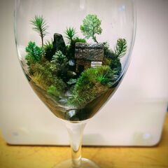 自由が丘9月の教室　【9月18日()　13:00～15:00】苔盆景・苔テラリウム・苔ミニ盆栽作り。 の画像
