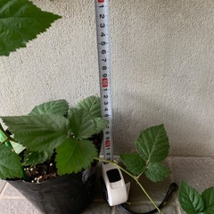 トゲ無しブラックベリーの苗木の画像