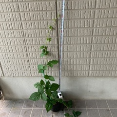 トゲ無しブラックベリーの苗木の画像