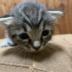 子猫里親募集中　3匹