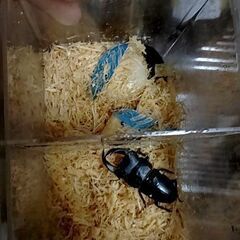 昆虫クジ400からの画像