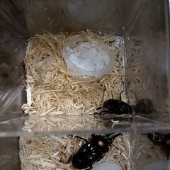 昆虫クジ400からの画像