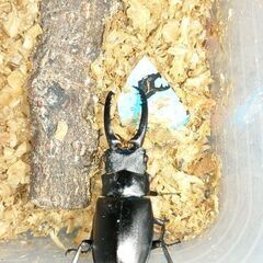 昆虫クジ400からの画像