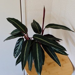 ストロマンテ サンギネア フォルティカラー 観葉植物の画像