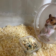ゴールデンハムスター
