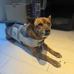 犬用 ライフジャケット 浮き輪 スイミングの画像
