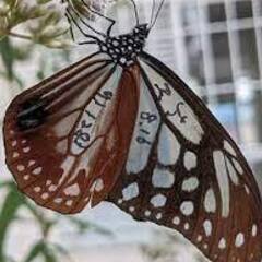 アサギマダラが　10月　に　飛んで　来るので見に来てください