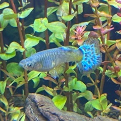☘️まだいます☘️ 【10匹】メタルブルーグラスグッピー稚魚☘️③の画像