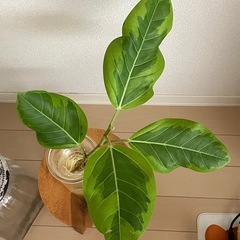 ⑤観葉植物　フィカス アルテシーマ　の画像
