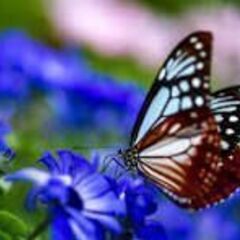 皆さんが喜んでくれる特技持っている人募集　　福山近郊