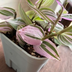 【観葉植物】トラディスカンチア ’ラベンダー’の画像