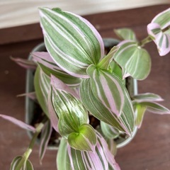 【観葉植物】トラディスカンチア ’ラベンダー’の画像