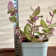 【観葉植物】トラディスカンチア ’ラベンダー’の画像
