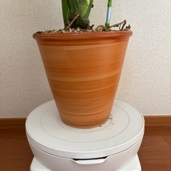 【支柱・ワイヤー・引き出し式 水受け付き】木根付きモンステラ 7号の画像