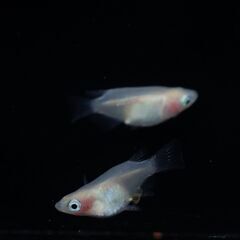 【メダカ 現物】紅ほっぺダルマ 1ペア 産卵開始 の画像