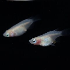 【メダカ 現物】紅ほっぺダルマ 1ペア 産卵開始 の画像