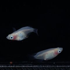 【メダカ 現物】紅ほっぺダルマ 1ペア 産卵開始 の画像
