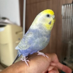セキセイインコ 4歳 