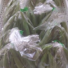 【激安】　野菜各種　オール100円の画像