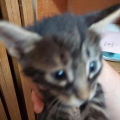 子猫2匹、親猫、里親募集