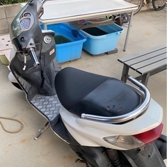 シグナス　　の画像