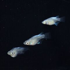 【メダカ 現物】幹之ヒレ長ダルマ 1トリオ 産卵開始の画像