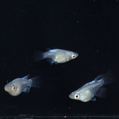 【メダカ 現物】幹之ヒレ長ダルマ 1トリオ 産卵開始の画像