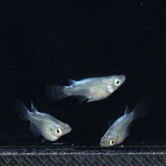 【メダカ 現物】幹之ヒレ長ダルマ 1トリオ 産卵開始の画像