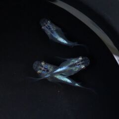 【メダカ 現物】幹之ヒレ長ダルマ 1トリオ 産卵開始の画像