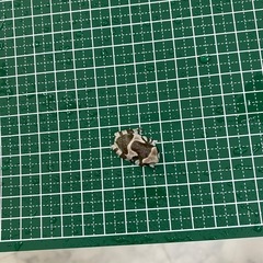ミルキーフロッグ 安心サイズベビーの画像