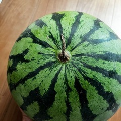 家庭菜園のすいかの画像
