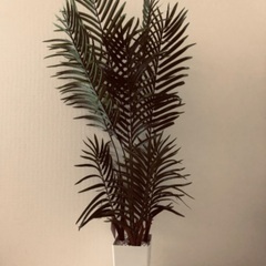 観葉植物の画像