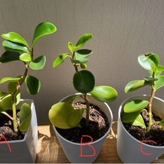 【🌵観葉植物🪴】ペペロミア・オブツシフォリアの画像