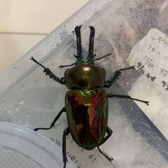 【飼育ケース付き】ニジイロクワガタ（ノーマル）　ペアの画像