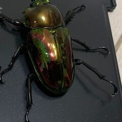 【飼育ケース付き】ニジイロクワガタ（ノーマル）　ペアの画像