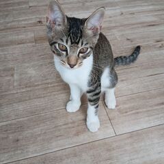 生後3ヶ月の男の子の里親さんを募集します