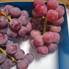訳ありクインニーナの画像