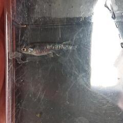 メダカ カガミ鱗 5匹の画像