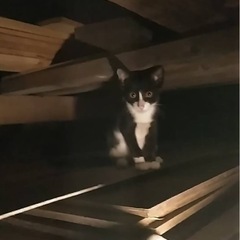 黒白ハチワレ🐈‍⬛かわいい子です✨