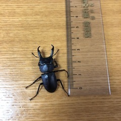 8/31まで　クワガタのペア♂37㍉♀27㍉の画像